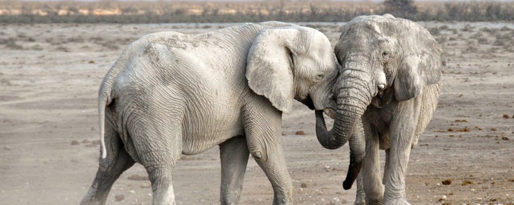 elefanten in freier Wildbahn stehen Modell für einen Elefanten Tanga